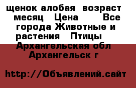 щенок алобая .возраст 1 месяц › Цена ­ 7 - Все города Животные и растения » Птицы   . Архангельская обл.,Архангельск г.